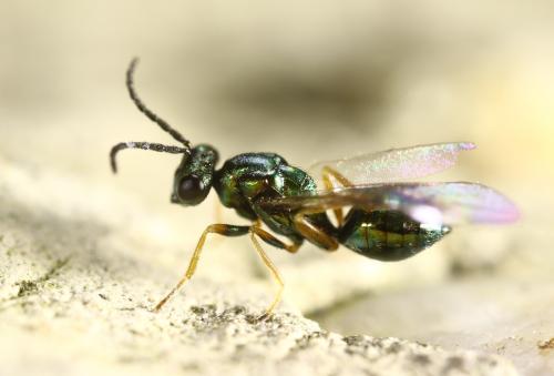 Réf. 296 655 : Miscogastrinae inconnu